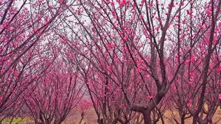 Xiaoxian County Kicks Off Flower Viewing Season, A Romantic Springtime Floral Spot
