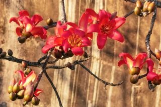 Kapok Flowers Blooming in Mojiang in Spring
