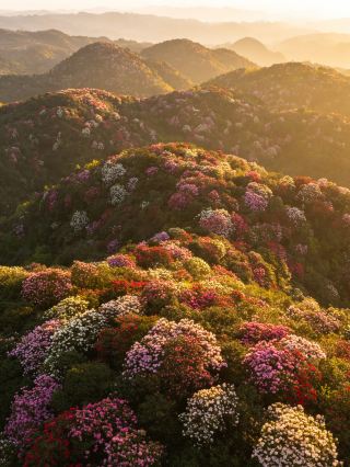 바일리 진달래: 대지의 리본! 봄꽃 축제를 만끽하세요