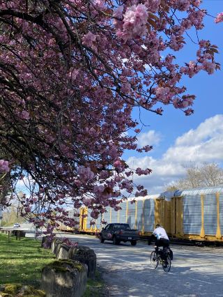 The Most Beautiful April on Earth｜Unexpected Encounters with Guanshan Cherry Blossoms Along the Way