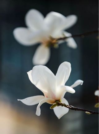 4月必見！江西の玉蘭花観賞ガイド｜3つの宝物スポット＋撮影の秘訣、見逃せない