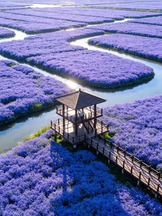 沙家浜ブルーフラワーシーズン攻略｜江南の青紫色の春の約束へ💙