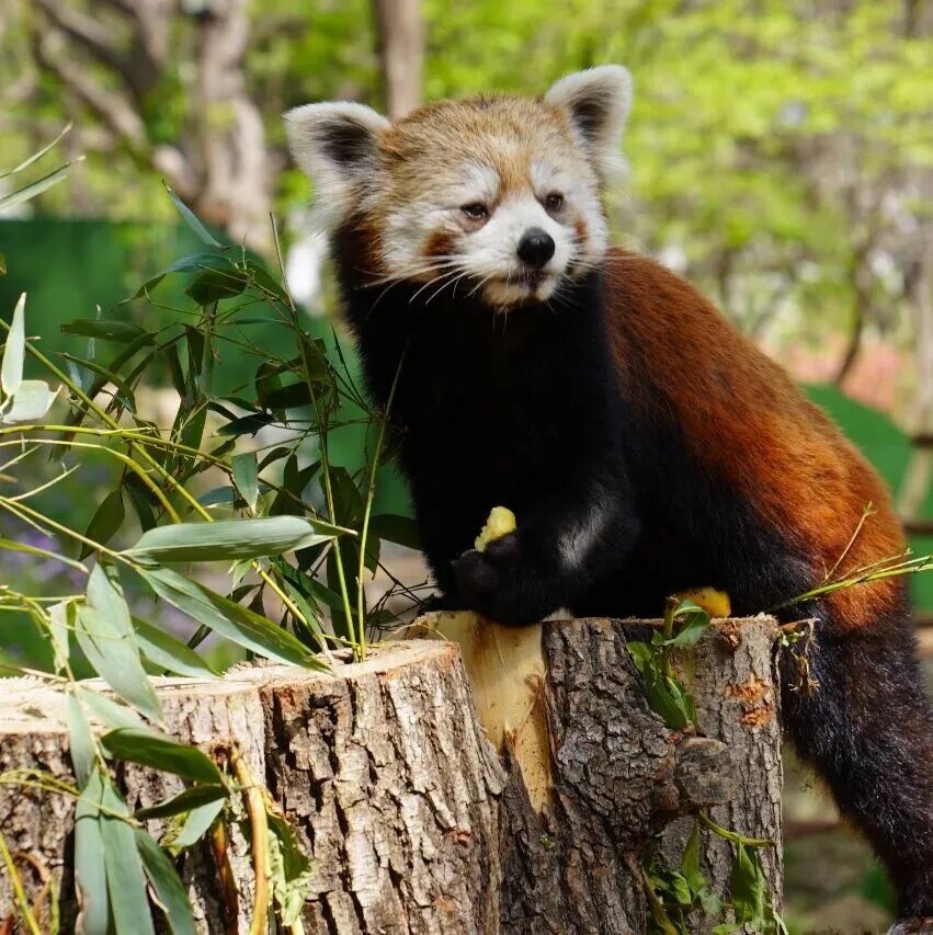 Area pameran Jungle Valley di Animal World telah diperbarui, dan panda merah yang menggemaskan pasti akan membawa kegembiraan bagi Anda.