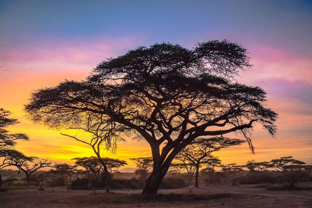 Tôi đã chụp bức ảnh đầu tiên của mình dưới những cây keo vàng ở Serengeti.