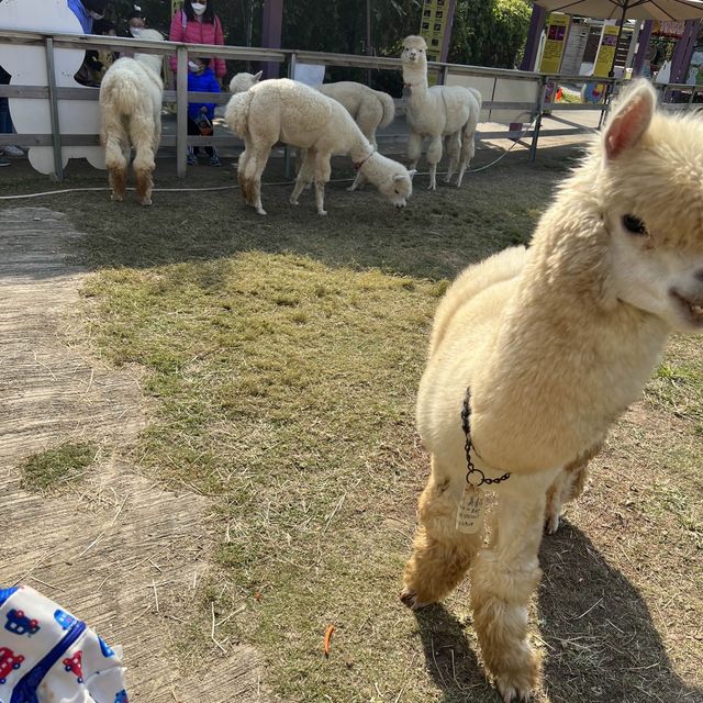 蝶豆花園