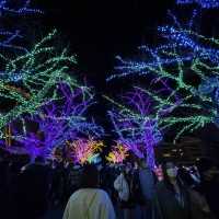 どこを見渡しても幻想的✨よみうりランド🎢
