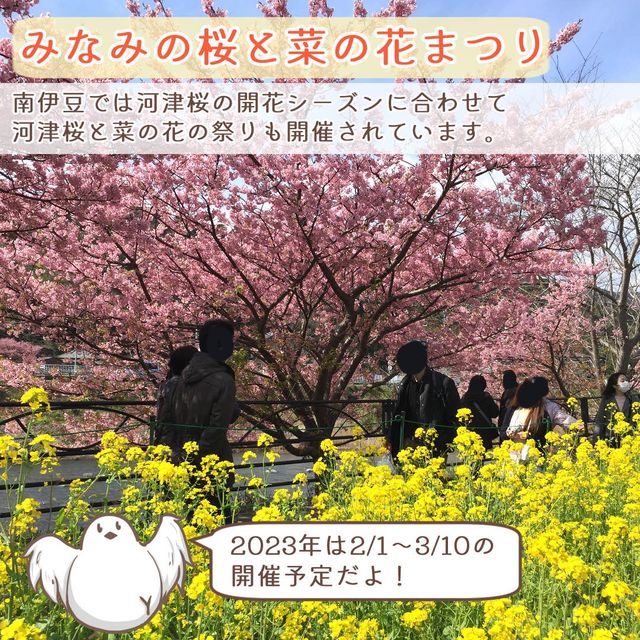 【静岡】2月に楽しむ伊豆河津桜と２つの祭り