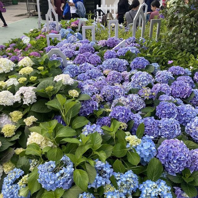 維園一年一度花卉展