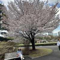 imperial palace garden - free sakura views 