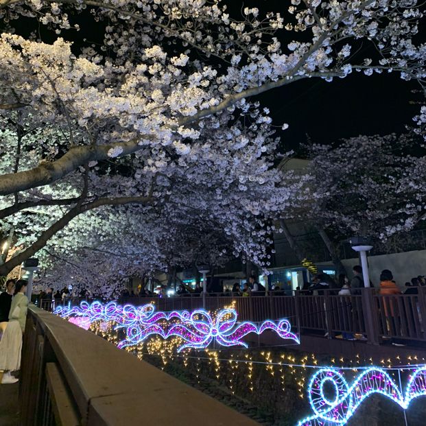 夜櫻推介去余佐川櫻花徑🌸 