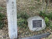東京まだまだ桜満喫できるシバザクラ