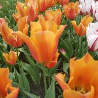 botanica garden lasi romania