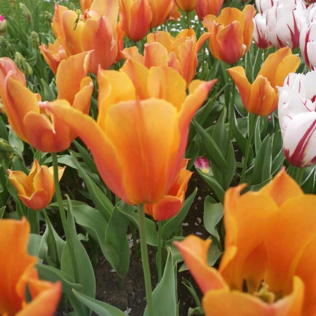 botanica garden lasi romania