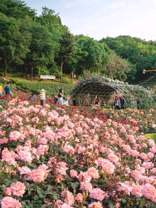 🌹베르사유 궁전을 보는 듯한 "백만송이장미공원"