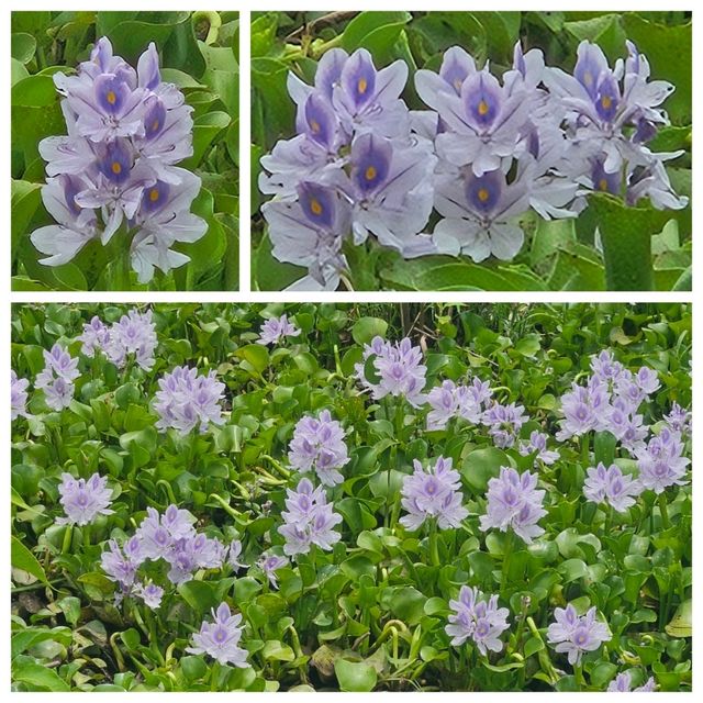 尋找鳳眼藍的芳蹤