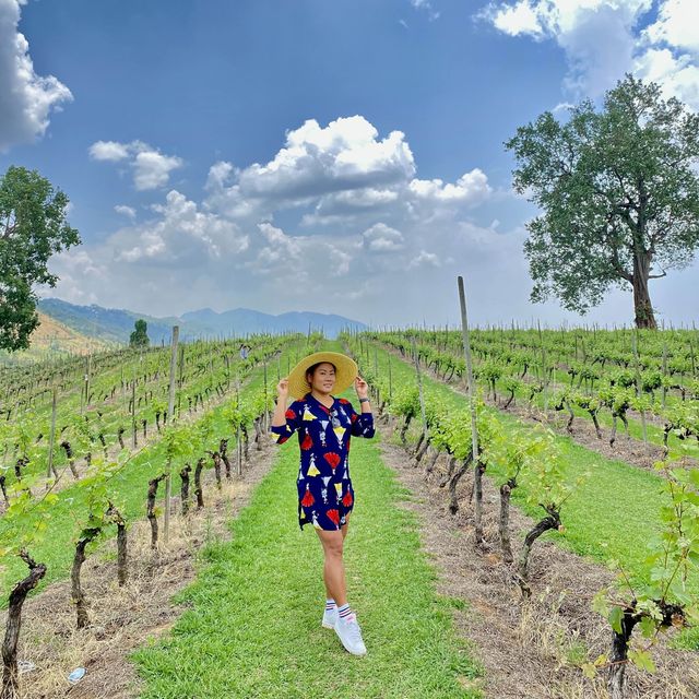 Myanmar 1st Vineyard at Southern Shan State