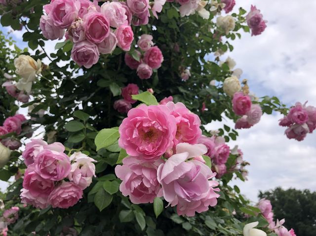 港の見える丘公園@横浜🌹
