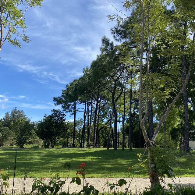 大湳森林公園 🌳