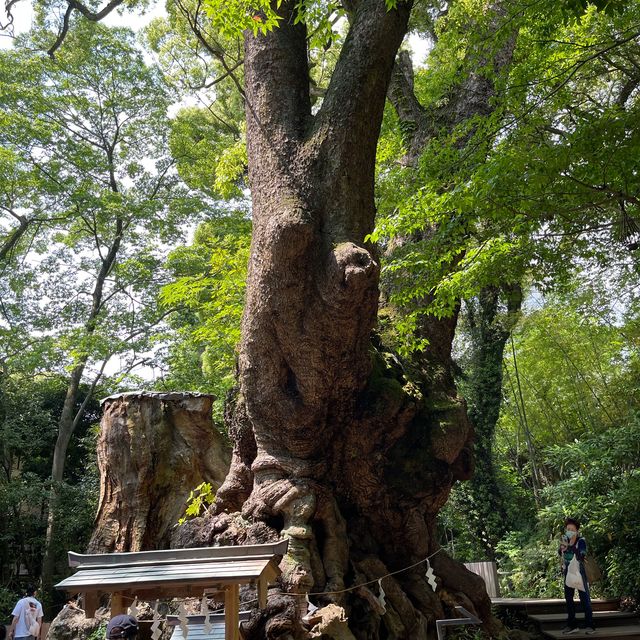 【熱海】熱海屈指のパワースポット来宮神社