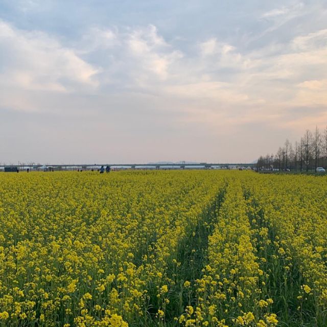 대저생태공원 유채꽃밭 🌼🌸