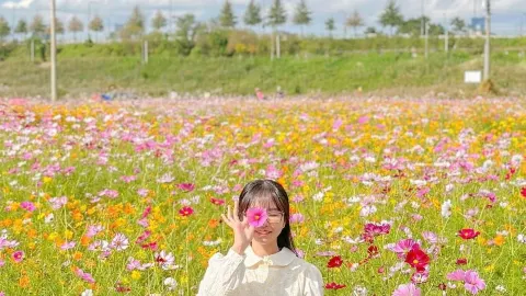 Half-and-half chicken, no, half-and-half cosmos flowers in full bloom in Sejong🌸🌼 — traveler post in Sejong