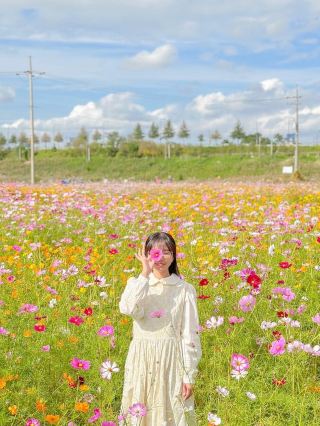 반반치킨, 아니 반반 코스모스 가득 핀 세종🌸🌼