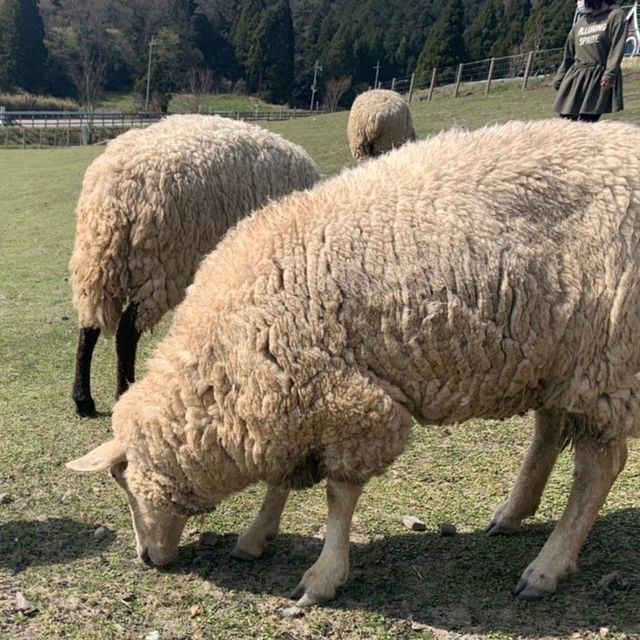 【滋賀】ひつじのショーンの世界に行ってきました🐑❤️