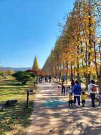 대왕단풍샷 찍고 가을 만끽하기🍁🍂