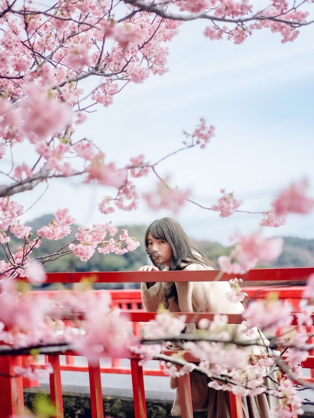 伊豆🇯🇵河津櫻· 最早的櫻花！🌸千萬不能錯過！
