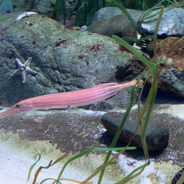 S.E.A. Aquarium, Singapore - Amazing