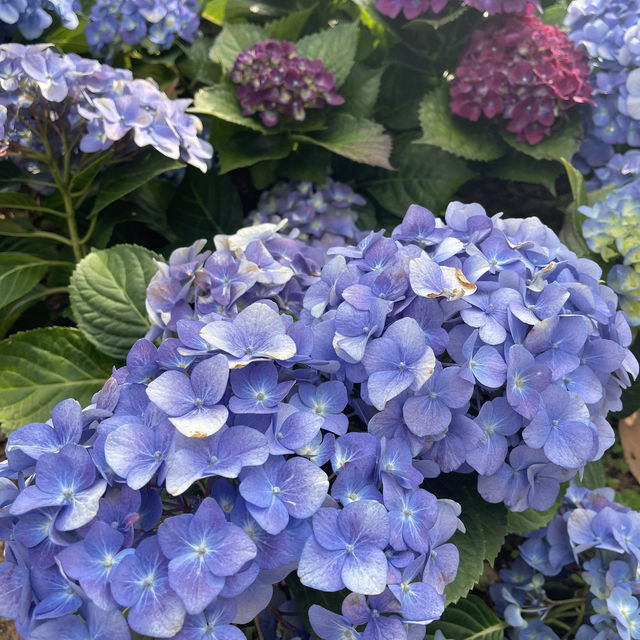 春天嚟啦～鳥語花香～嘆個茶～
