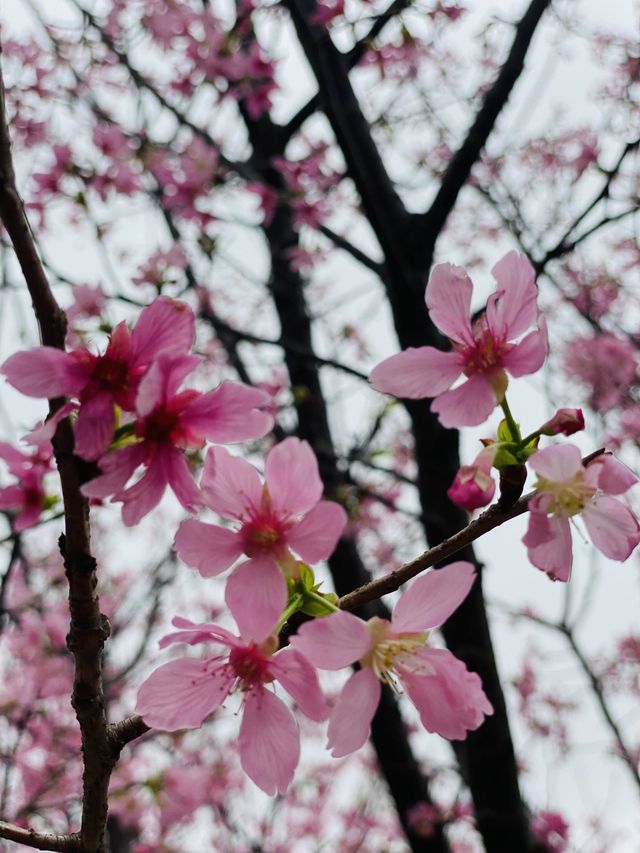 機場櫻花園！期間限定香港賞🌸秘景