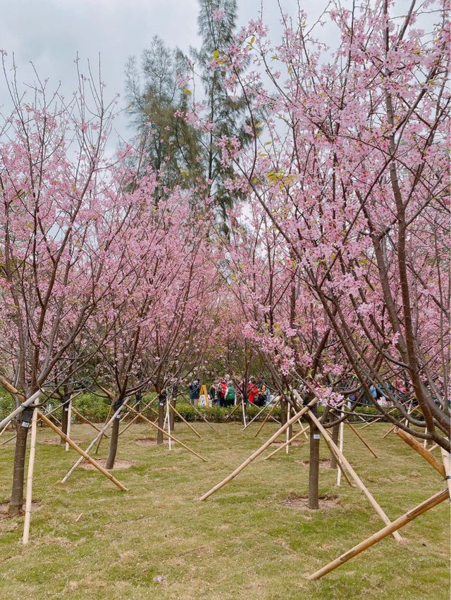 機場櫻花園！期間限定香港賞🌸秘景