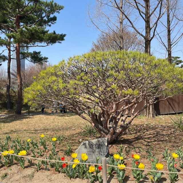대전의 봄꽃 여행지:: 한밭수목원🌸
