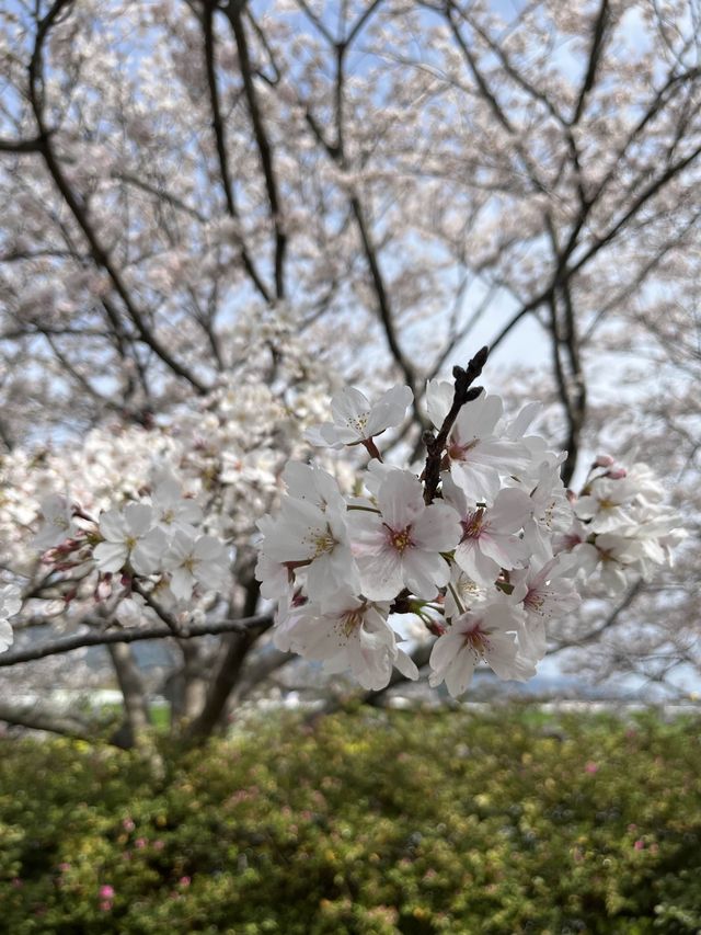 【直方お花見】4年ぶりの開催🌸桜とチューリップのコラボ🌷