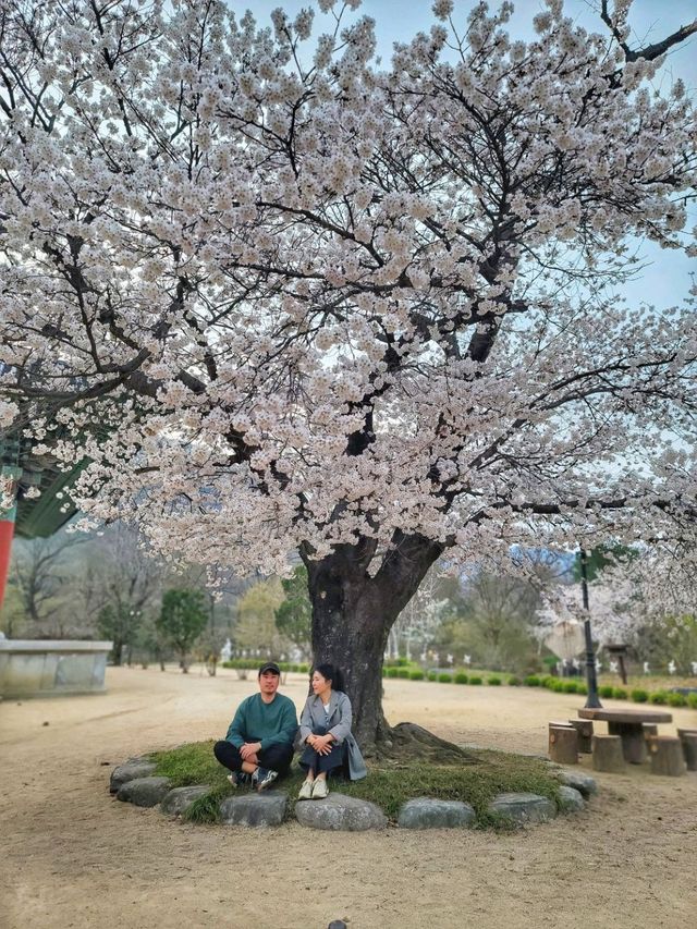 청도 운문사의 봄은 아름답다🌸