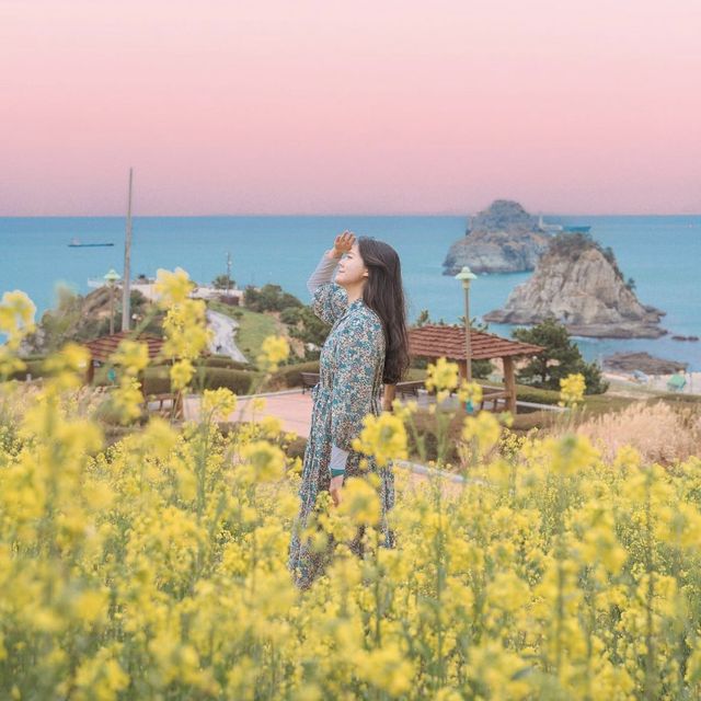 수선화와 유채꽃 노란색 가득한 부산 오륙도 해맞이공원 