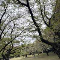 Peaceful Park with beautiful Sakura