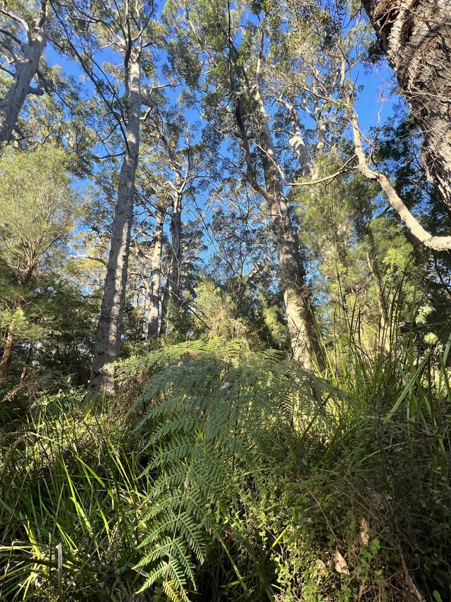 Valley of the Giants 🇦🇺🌏 TingleTrees400yrs