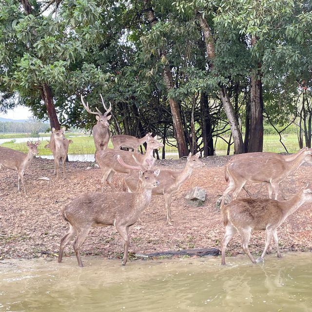 สะพานชมกวาง