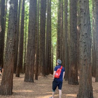 亞拉山脈國家公園紅木森林