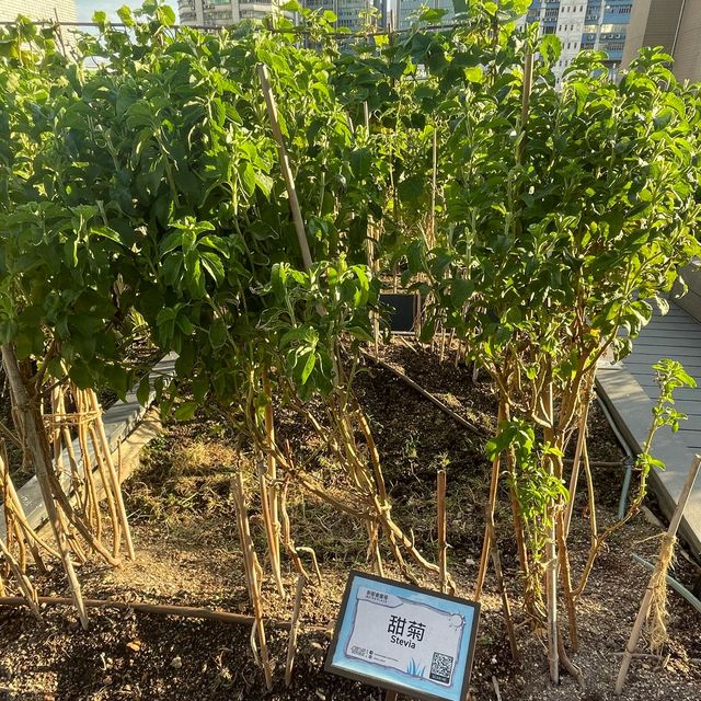 都市中既一點綠洲
