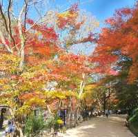 新楓葉團推薦💜剛泉山群立公園