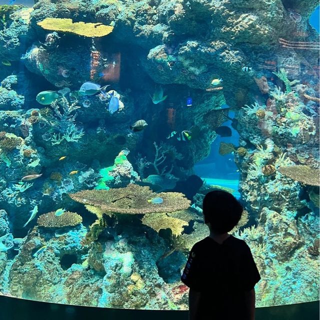 新加坡 S.E.A. aquarium 海洋館