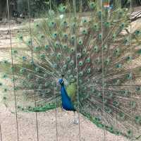 即日來回一日遊😆親子遊最佳地點🥰深圳野生動物園