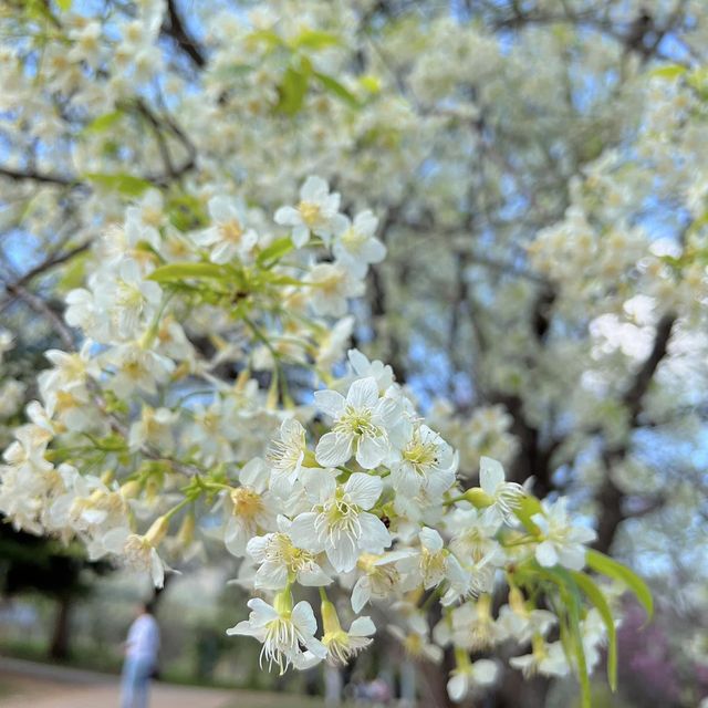 🌸  ผาซากุระ @ขุนวาง เชียงใหม่ 🌸
