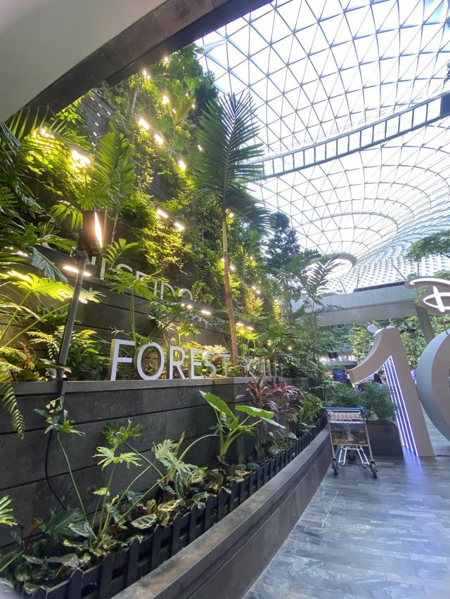 Forest in the city