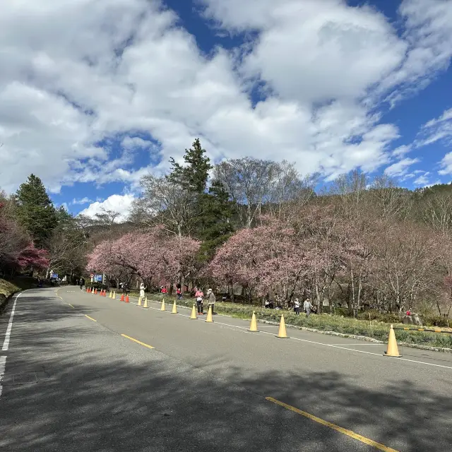 Cherry Blossom at Wu Ling Farm