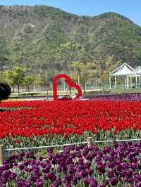 네덜란드 못지 않는 튤립 천국🌷