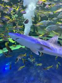 融合藝術與生物的新感覺水族館